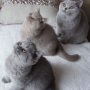 koty brytyjskie- niebieski Levi Strauss, liliowy Lee Cooper i Jenny