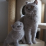 koty brytyjskie liliowe - Number One, AmazingAisha*PL