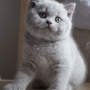 koty brytyjskie liliowe - , Nirvana, AmazingAisha*PL