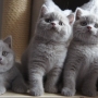 koty brytyjskie liliowe - Number One, Nirvana, Niagara AmazingAisha*PL