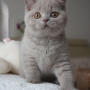 koty brytyjskie liliowe - NICO AmazingAisha*PL