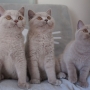 koty brytyjskie liliowe - Number One, Nirvana, Niagara AmazingAisha*PL
