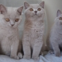 koty brytyjskie liliowe - Number One, Nirvana, Niagara AmazingAisha*PL