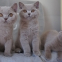 koty brytyjskie liliowe - Number One, Nirvana, Niagara AmazingAisha*PL
