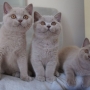 koty brytyjskie liliowe - Number One, Nirvana, Niagara AmazingAisha*PL