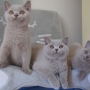 koty brytyjskie liliowe - Number One, Nirvana, Niagara AmazingAisha*PL