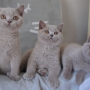 koty brytyjskie liliowe - Number One, Nirvana, Niagara AmazingAisha*PL