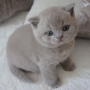 koty brytyjskie liliowe - Number One, AmazingAisha*PL