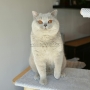 w nowym domu - foto : Venice Style- kot brytyjski liliowy NIRVANA AmazingAisha*PL