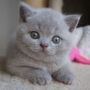 koty brytyjskie liliowe - Number One, AmazingAisha*PL