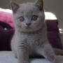 koty brytyjskie liliowe - Number One AmazingAisha*PL