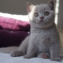 koty brytyjskie liliowe - Number One, AmazingAisha*PL