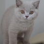 koty brytyjskie liliowe - Nirvana, AmazingAisha*PL