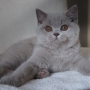 koty brytyjskie liliowe - Nirvana, AmazingAisha*PL
