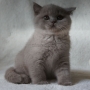 koty brytyjskie liliowe- Penelope - 8,5 tygodnia