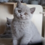 koty brytyjskie liliowe- PIERROT 8,5 tygodnia