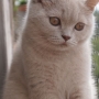 kot brytyjski liliowy TENNESSEE-5,5-miesiaca- w nowym domku