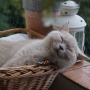 kot brytyjski liliowy TENNESSEE- w nowym domku