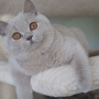 koty brytyjskie- kotka liliowa Tenerife - 6 miesięcy