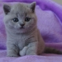 koty brytyjskie- kotka niebieska TARRA