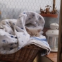 kot brytyjski liliowy TENNESSEE- 6 miesięcy- w nowym domku
