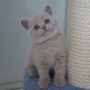 koty brytyjskie- kocur liliowy Tenessi
