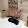 28-09-2013-- kot brytyjski liliowy Torrance - zaraz-po-przyjezdzie