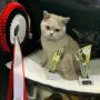 British Shorthair)  PL*Amazing Aisha Unique  07.11.2021 Norway exhibition   BEST IN SHOW ❤  Best in Variety Congratulations   -  Solveig Margrethe Emberland