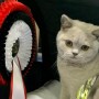 British Shorthair)  PL*Amazing Aisha Unique  07.11.2021 Norway exhibition   BEST IN SHOW ❤  Best in Variety Congratulations   -  Solveig Margrethe Emberland