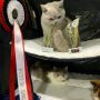 British Shorthair)  PL*Amazing Aisha Unique  07.11.2021 Norway exhibition   BEST IN SHOW ❤  Best in Variety Congratulations   -  Solveig Margrethe Emberland
