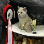British Shorthair)  PL*Amazing Aisha Unique  07.11.2021 Norway exhibition   BEST IN SHOW ❤  Best in Variety Congratulations   -  Solveig Margrethe Emberland