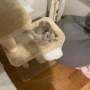 kot brytyjski liliowy  - nasza dziewczynka WANILIA - fotki nowy  dom