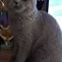 kot brytyjski liliowy - Wirginia