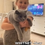 kot brytyjski niebieski - WHITNEY w nowym domu