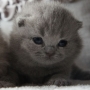 hodowla kotów brytyjskich- niebieski Xaviere - mam 14 dni