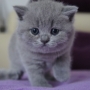 hodowla kotów brytyjskich- niebieski Xena