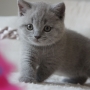 hodowla kotów brytyjskich- niebieski Xaviere - mam 6 tygodni