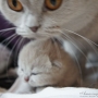 hodowla kotów brytyjskich- Teneryfe i mała Zarren