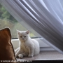 koty-brytyjskie-liliowa Morgan w nowym domku