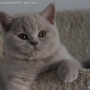 -koty-brytyjskie-morgan_hodowla_kotow_brytyjskich-aisha