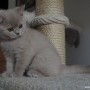 -koty-brytyjskie-morgan_hodowla_kotow_brytyjskich-aisha