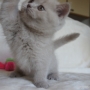 -koty-brytyjskie-morgan_hodowla_kotow_brytyjskich-aisha