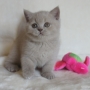 -koty-brytyjskie-morgan_hodowla_kotow_brytyjskich-aisha