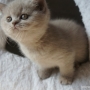 -koty-brytyjskie-morgan_hodowla_kotow_brytyjskich-aisha