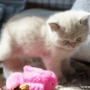 -koty-brytyjskie-morgan_hodowla_kotow_brytyjskich-aisha