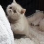 -koty-brytyjskie-morgan_hodowla_kotow_brytyjskich-aisha