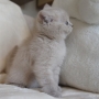 -koty-brytyjskie-morgan_hodowla_kotow_brytyjskich-aisha