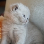 -koty-brytyjskie-morgan_hodowla_kotow_brytyjskich-aisha