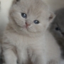 -koty-brytyjskie-morgan_hodowla_kotow_brytyjskich-aisha