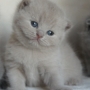 -koty-brytyjskie-morgan_hodowla_kotow_brytyjskich-aisha